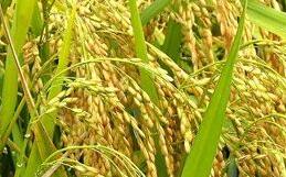今年全国早稻产量 635亿斤