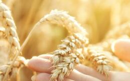 冬小麦苗黄苗弱的原因及对策