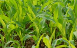 玉米黄苗原因及防治措施