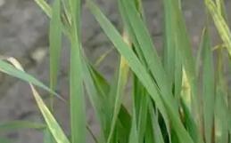 春季麦苗发黄的原因分析及防治
